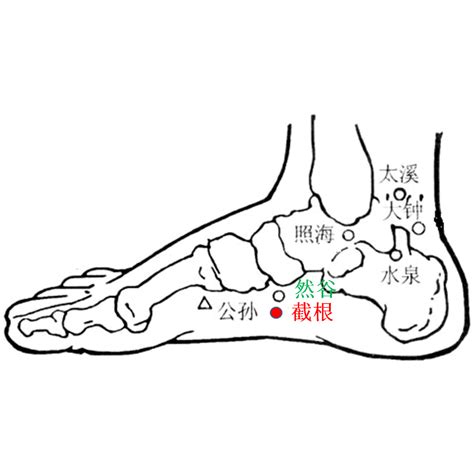 截根穴位置|截根穴